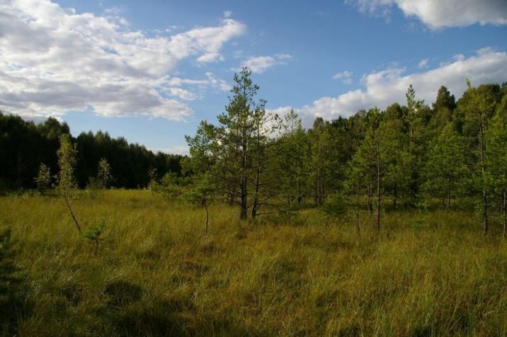 Projektowany&#x20;rezerwat&#x20;&#x22;Rosiczka&#x22;&#x20;&#x28;fot&#x2e;&#x20;zasoby&#x20;nadleśnictwa&#x29;&#x2e;