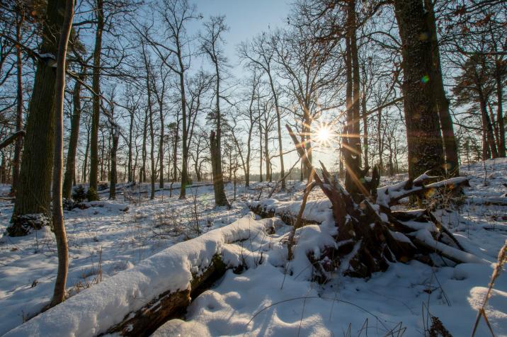 Rezerwat&#x20;Dziki&#x20;Ostrów&#x20;zimą&#x20;&#x28;fot&#x2e;&#x20;zasoby&#x20;nadleśnictwa&#x29;&#x2e;