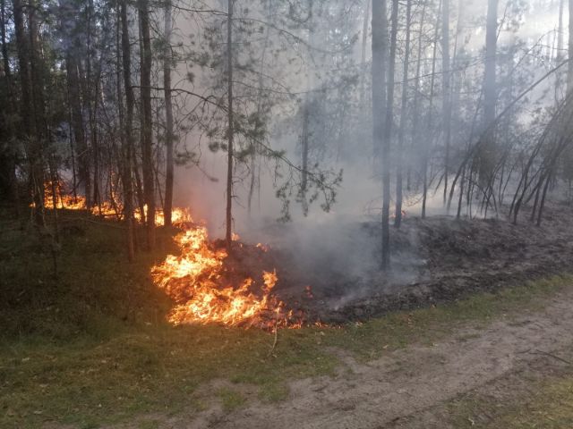 UWAGA !!! Okresowy zakaz wstępu do lasu z powodu zagrożenia pożarowego