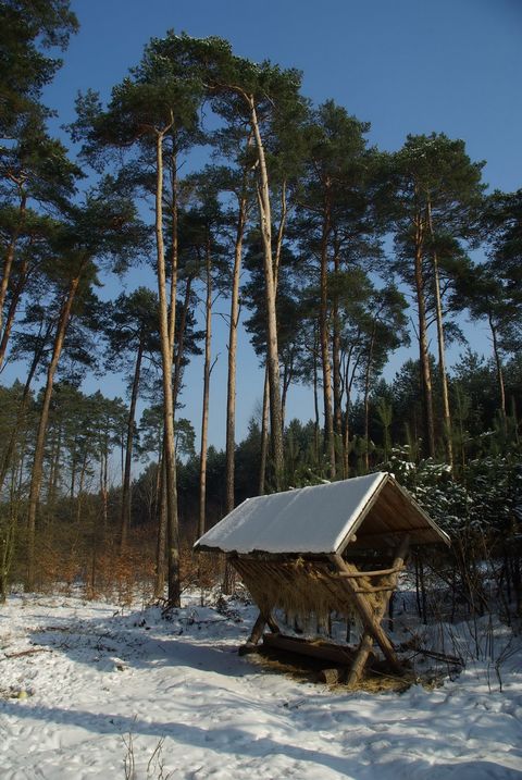 Paśnik w leśnictwie Lipniki (fot. Jarosław Chłąd).