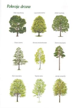 Pokroje&#x20;drzew&#x20;leśnych