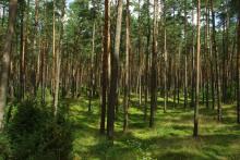 Doskonalenie nadzoru nad lasami niestanowiącymi własności Skarbu Państwa
