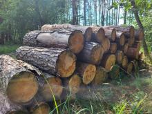 Ile drewna z naszych lasów jest spalane ?