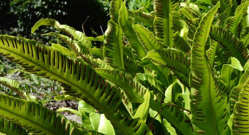 Języcznik&#x20;zwyczajny&#x2c;&#x20;Asplenium&#x20;scolopendrium&#x20;&#x28;źródło&#x3a;&#x20;https&#x3a;&#x2f;&#x2f;www&#x2e;ogrod&#x2e;uw&#x2e;edu&#x2e;pl&#x29;&#x2e;