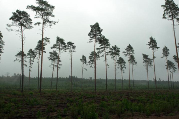 Nasienniki&#x20;sosnowe&#x20;na&#x20;powierzchni&#x20;leśnej&#x20;odnawianej&#x20;naturalnie&#x20;&#x28;fot&#x2e;&#x20;Maja&#x20;Drożyńska&#x29;&#x2e;