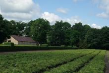 Wiosenna sprzedaż sadzonek drzew i krzewów