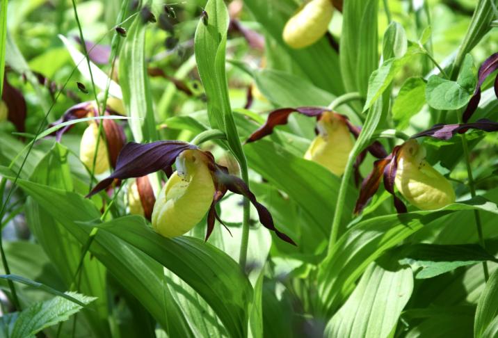 Obówiki pospolite w Nadleśnictwie Pińczów.